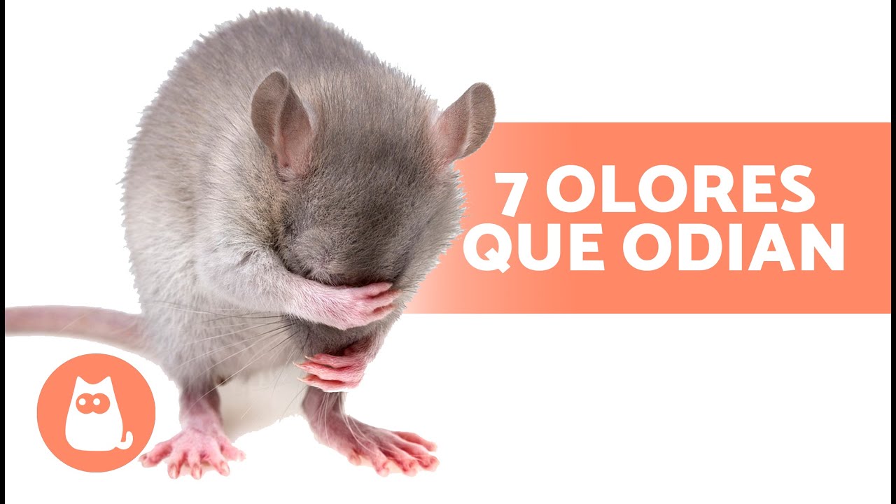 a que temen las ratas