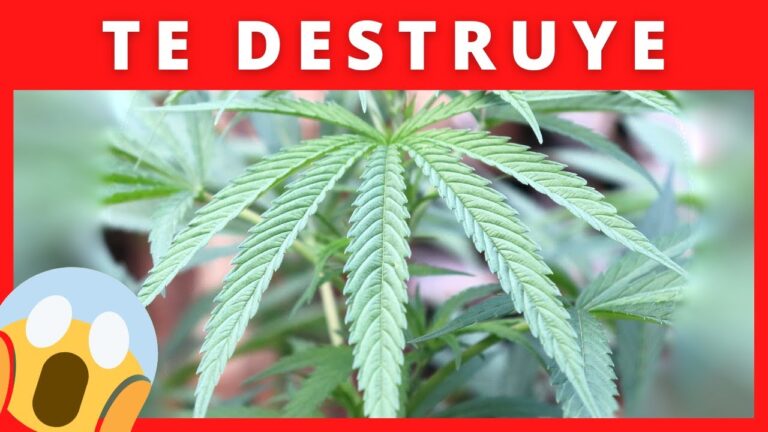 beneficios de dejar de fumar porros