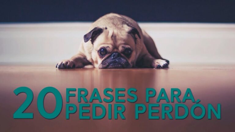 bonitas frases para pedir perdon
