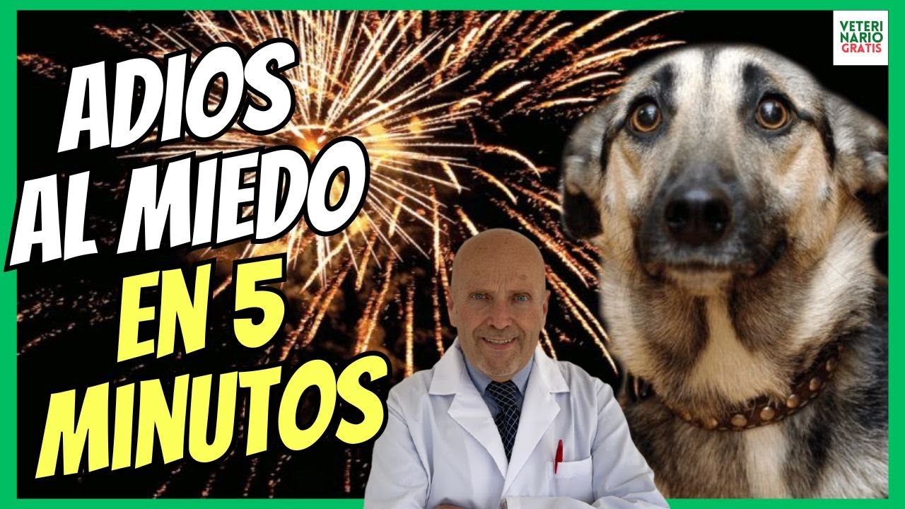 como quitar la inseguridad y el miedo a un perro