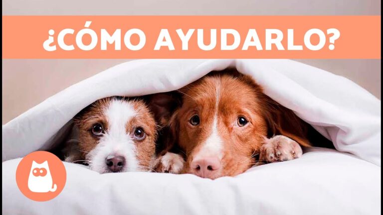 como quitar miedo a un perro