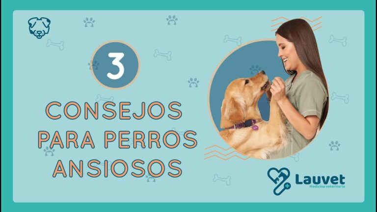 como quitarle la ansiedad a un perro