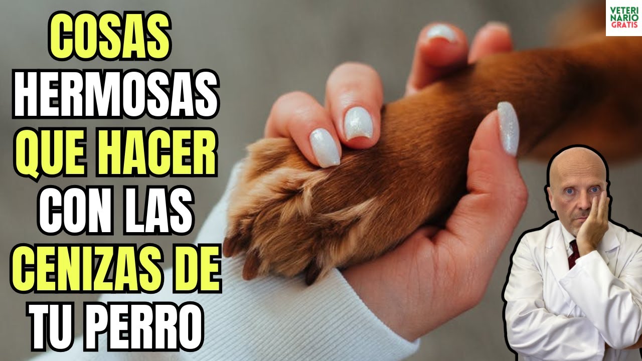 como saber si las cenizas son de mi perro