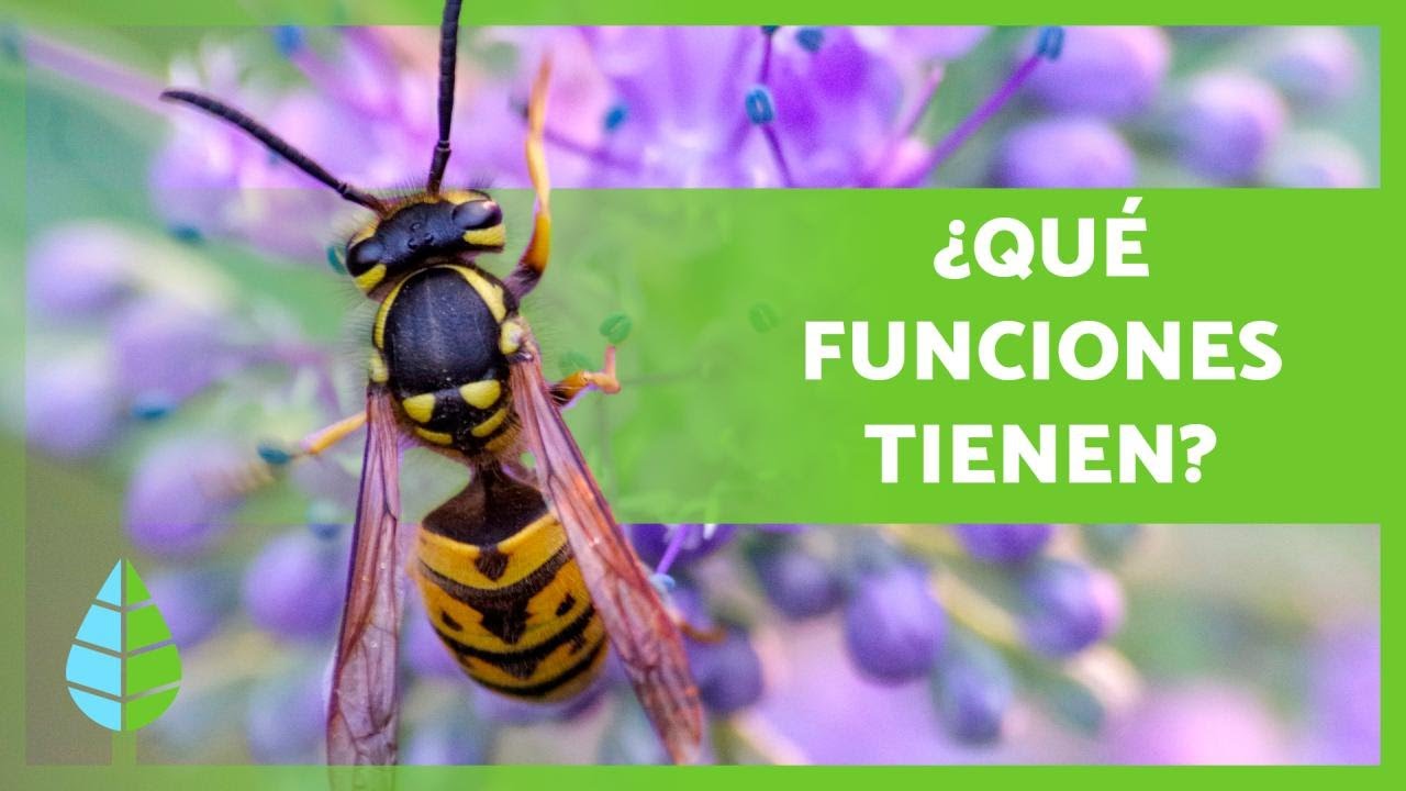 como se llama la fobia a las avispas