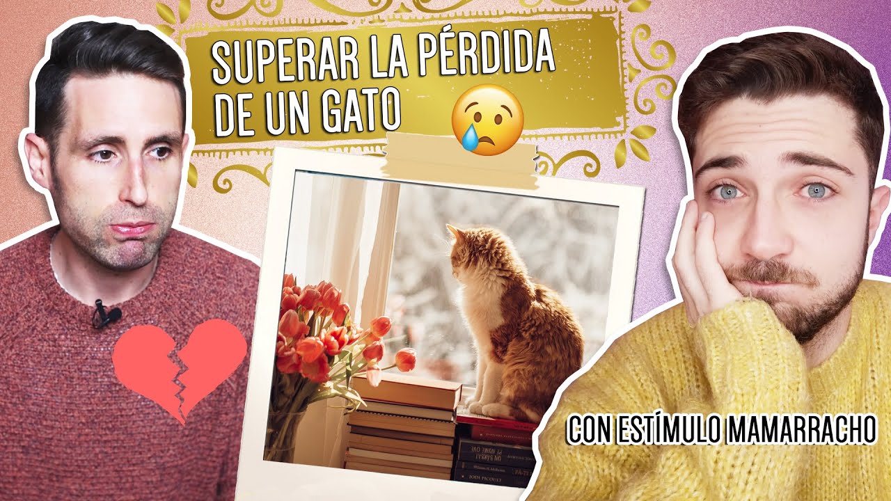 como superar la muerte de un gato