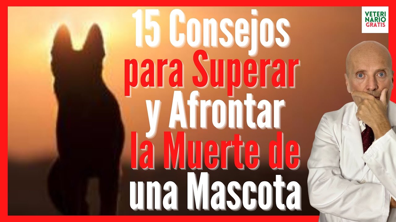 como superar la muerte de un perro