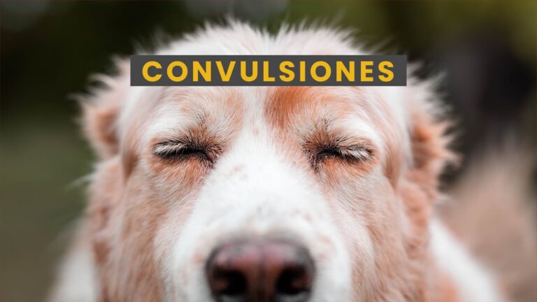 convulsiones en perros por estrés