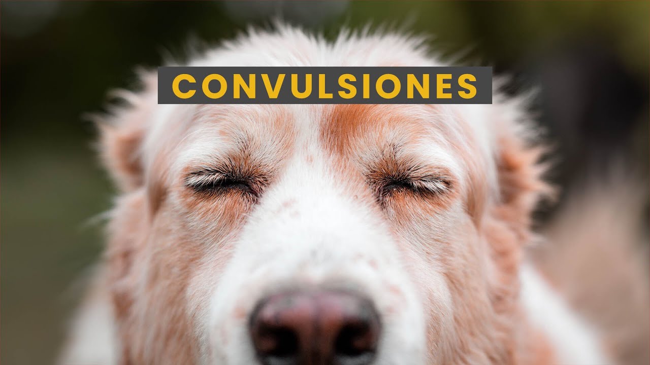 convulsiones en perros por estrés