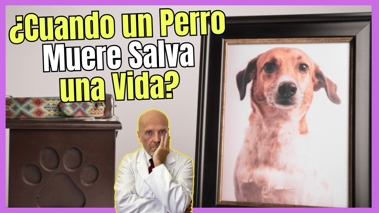 cuando un perro muere salva una vida