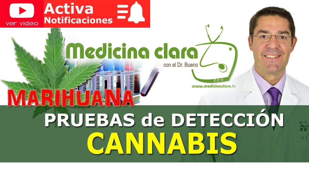 cuanto dura el cannabis en la sangre
