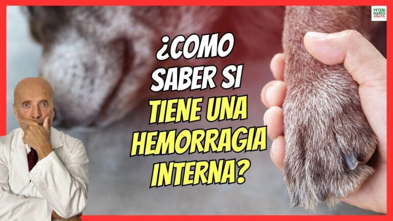cuanto dura un perro con hemorragia interna