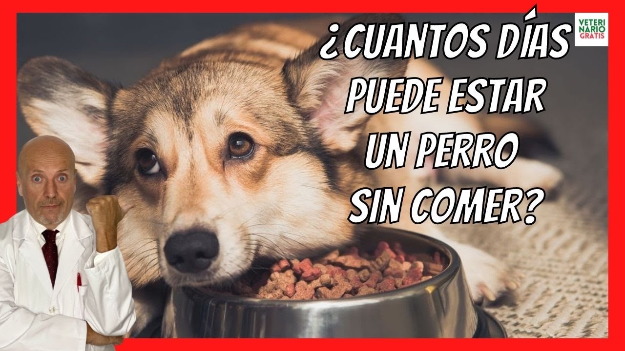 cuanto tiempo puede estar un perro sin comer