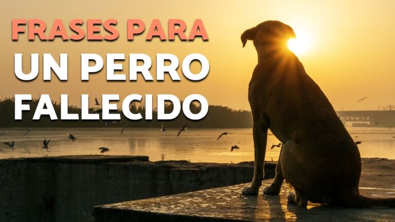 despedida frases para perros fallecidos
