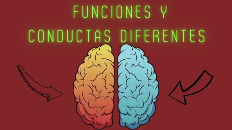 hemisferios del cerebro y funciones