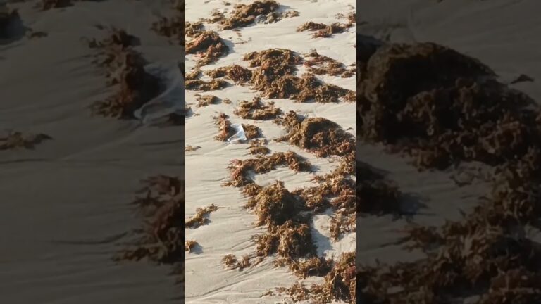 logopeda el puerto de santa maria