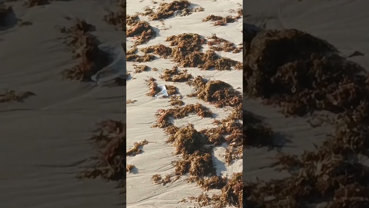 logopeda el puerto de santa maria