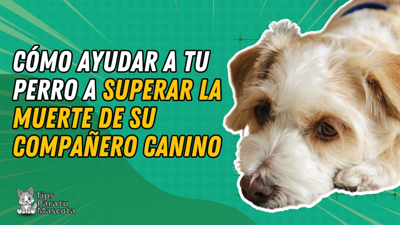 los perros presienten la muerte de otro perro