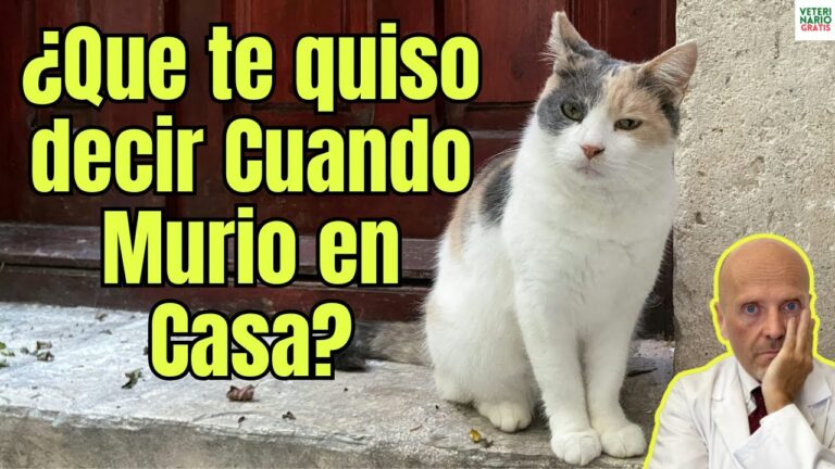 mi gato muerto me visita