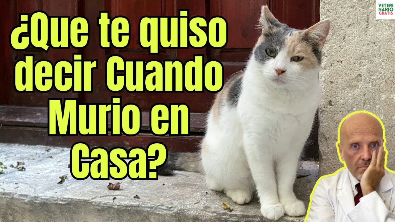 mi gato muerto me visita