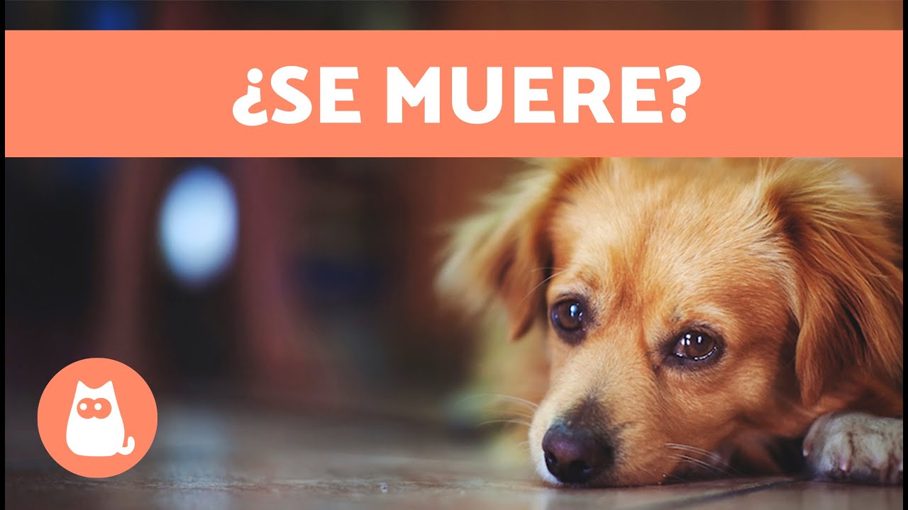 mi perro ha muerto de repente