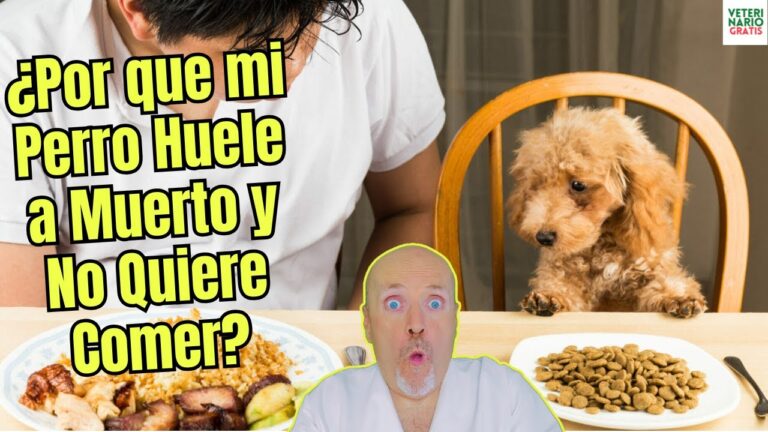 mi perro huele a muerto