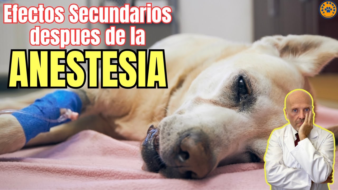 mi perro murió por anestesia