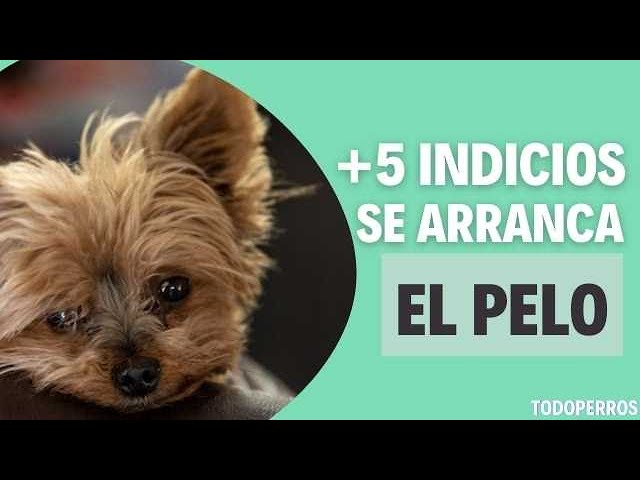 mi perro se arranca el pelo