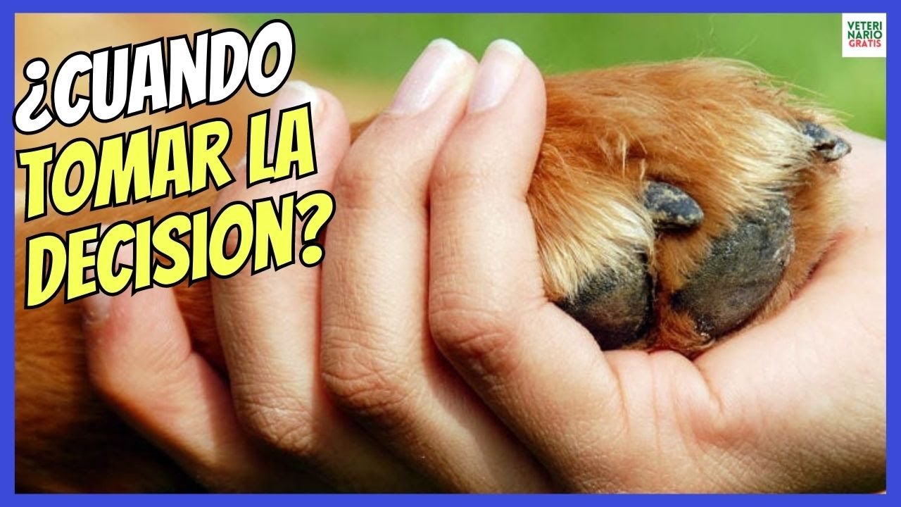 mi perro se muere y no tengo dinero