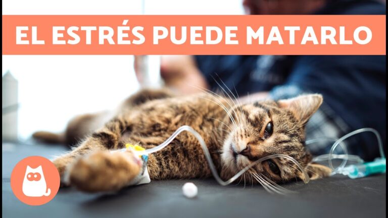 muerte de gato por estrés