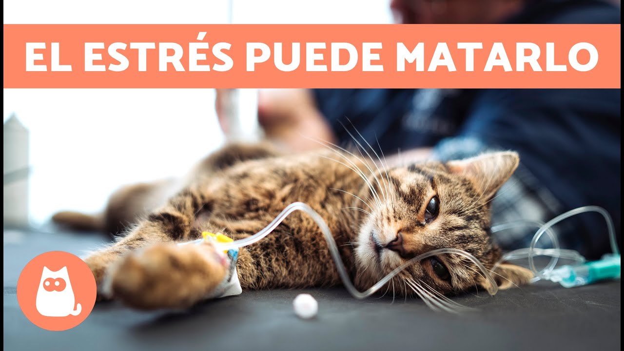 muerte de gato por estrés