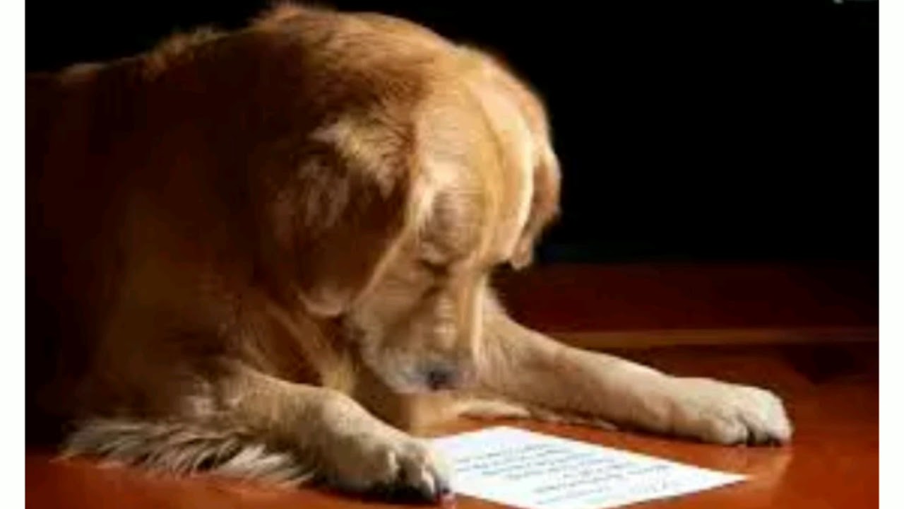 muerte frases despedida perro fallecido