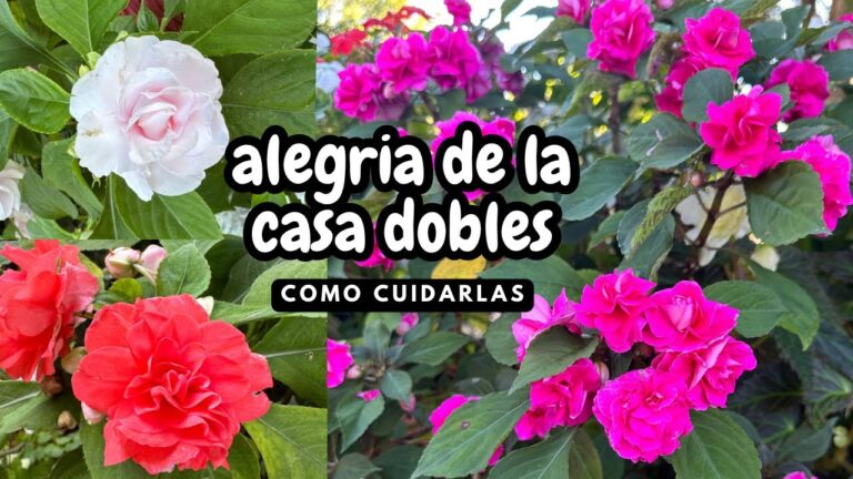 planta alegría de la casa