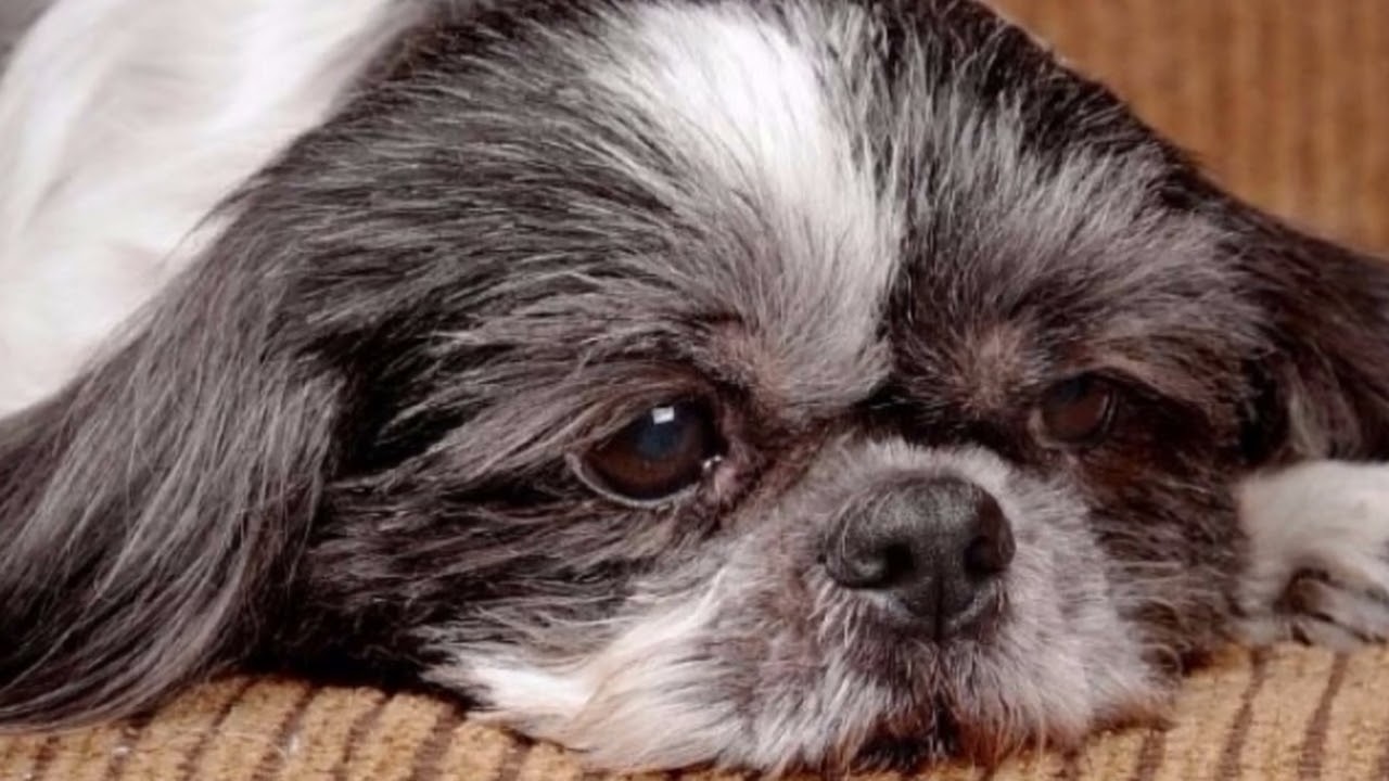 por que suspiran los perros