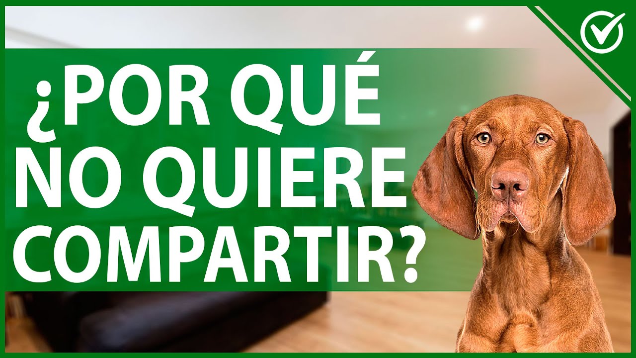 porque mi perro de repente no quiere estar conmigo