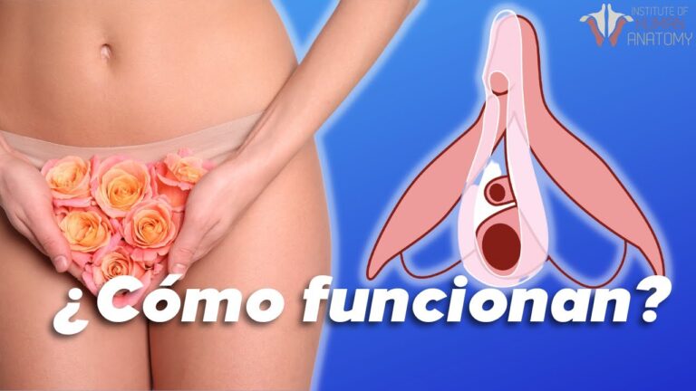 que es una erección en las mujeres