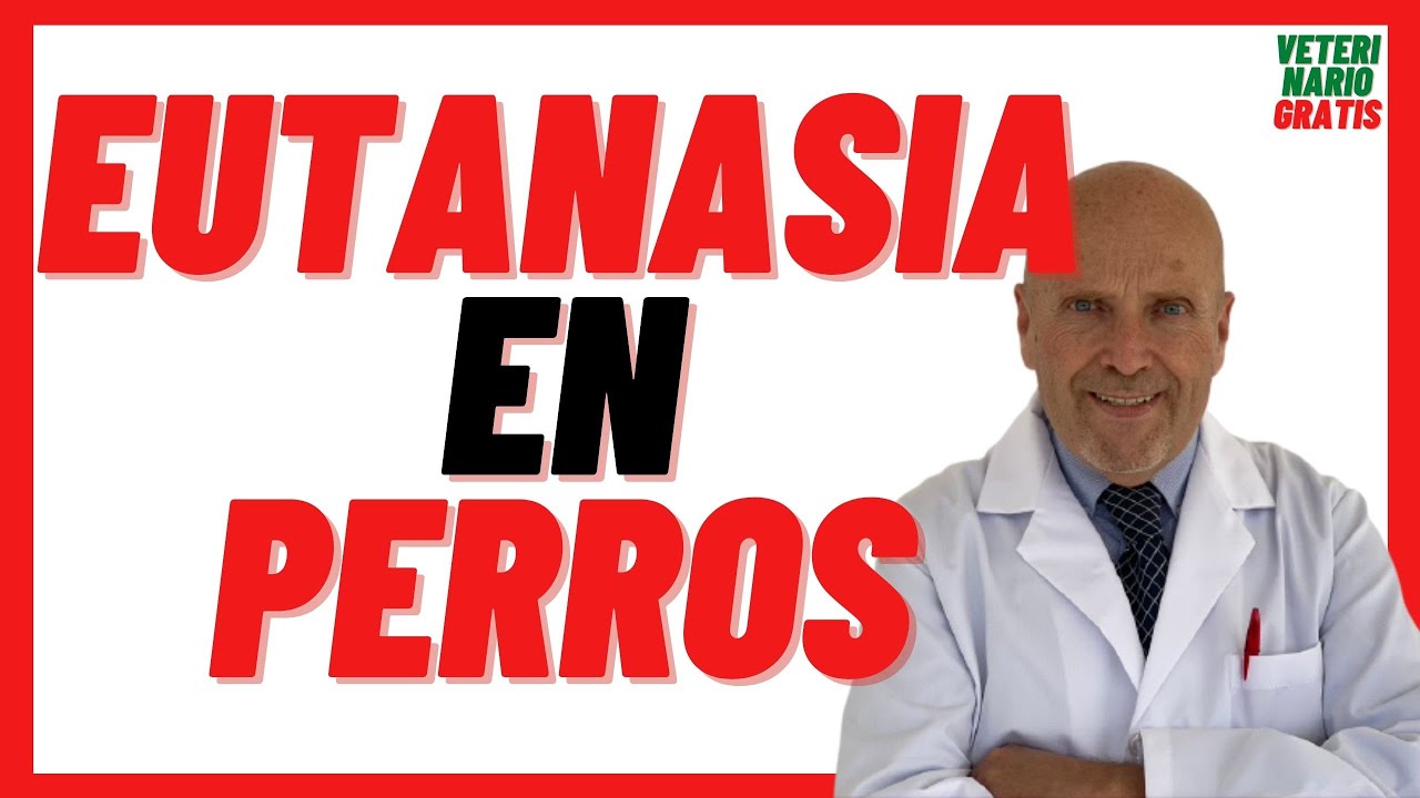 que hace el veterinario cuando muere un perro