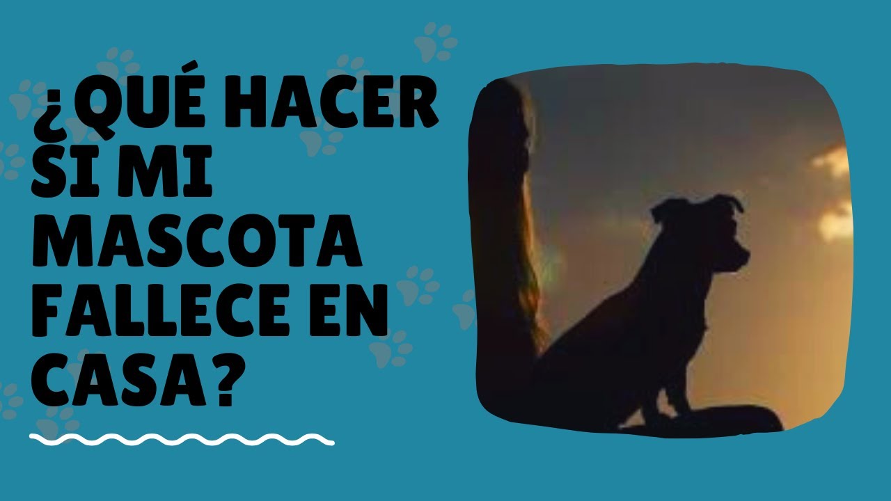 se puede tirar un perro muerto a la basura