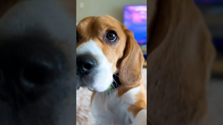 se regala beagle de 7 meses