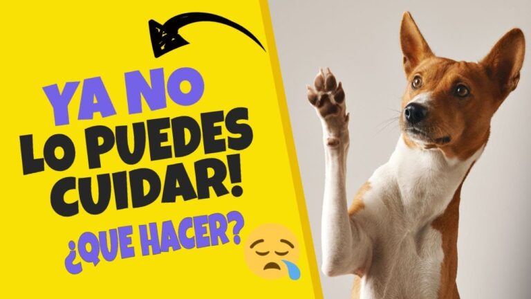 si no quiero un perro donde lo puedo dejar