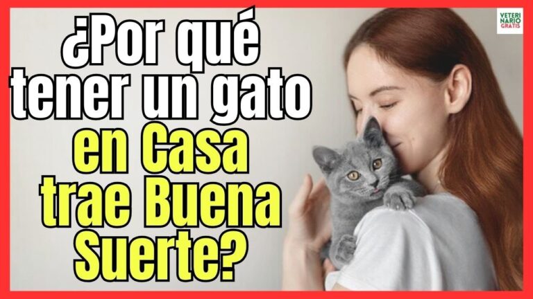 tener un gato en casa trae buena suerte