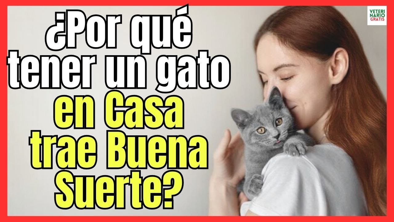 tener un gato en casa trae buena suerte