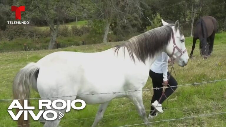 terapia con caballos para adultos