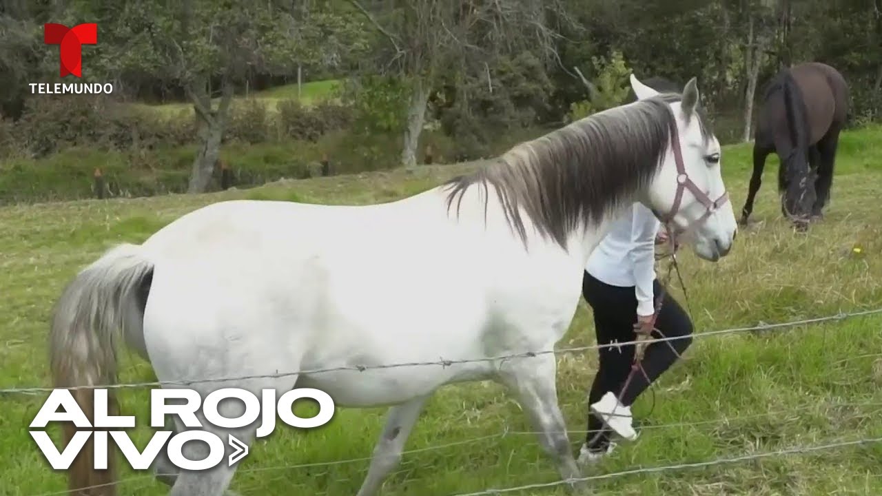 terapia con caballos para adultos