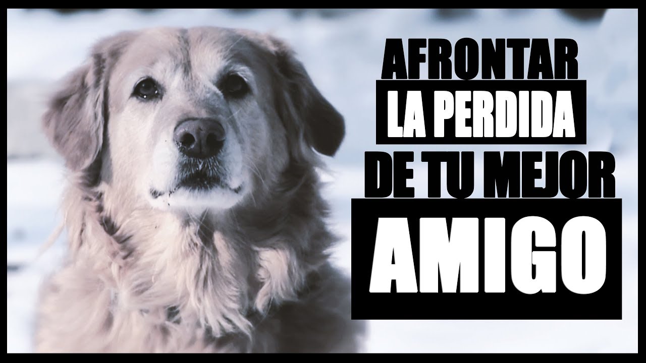 triste despedida a mi perro