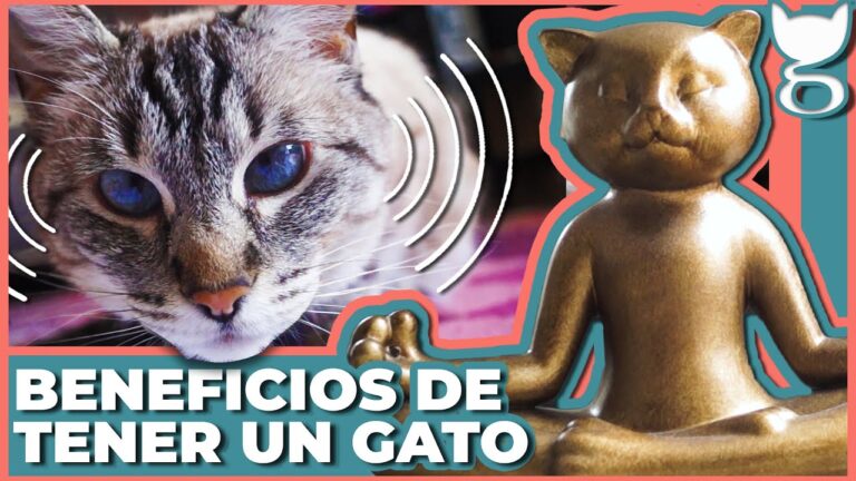 ventajas de tener un gato