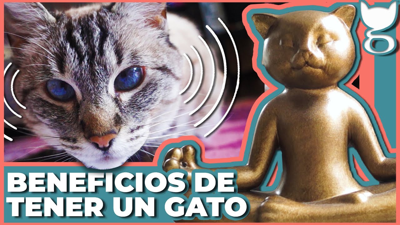ventajas de tener un gato